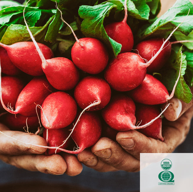 hands cradling a bunch of radishes