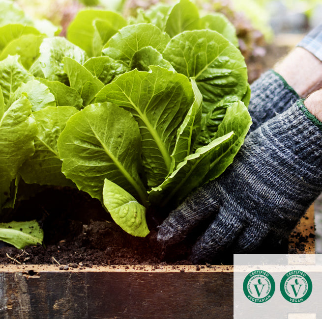 a head of lettuce being harvested