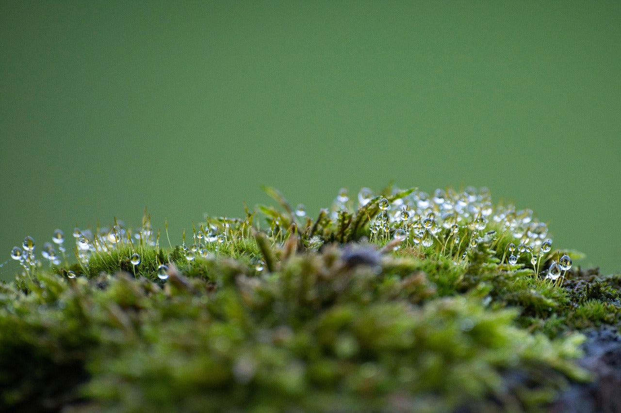 Sea Moss Alternatives: How Does Arctic Kelp Compare?