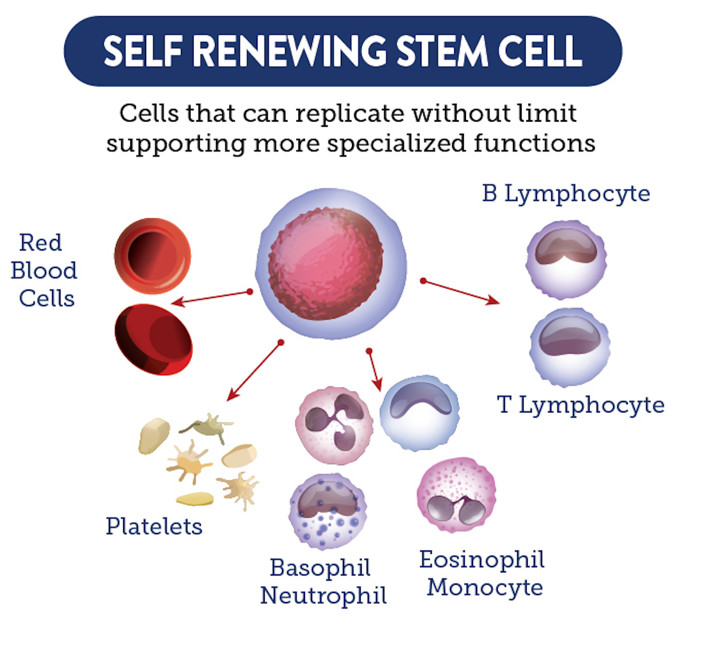 An illustration showing how stem cells renew cells
