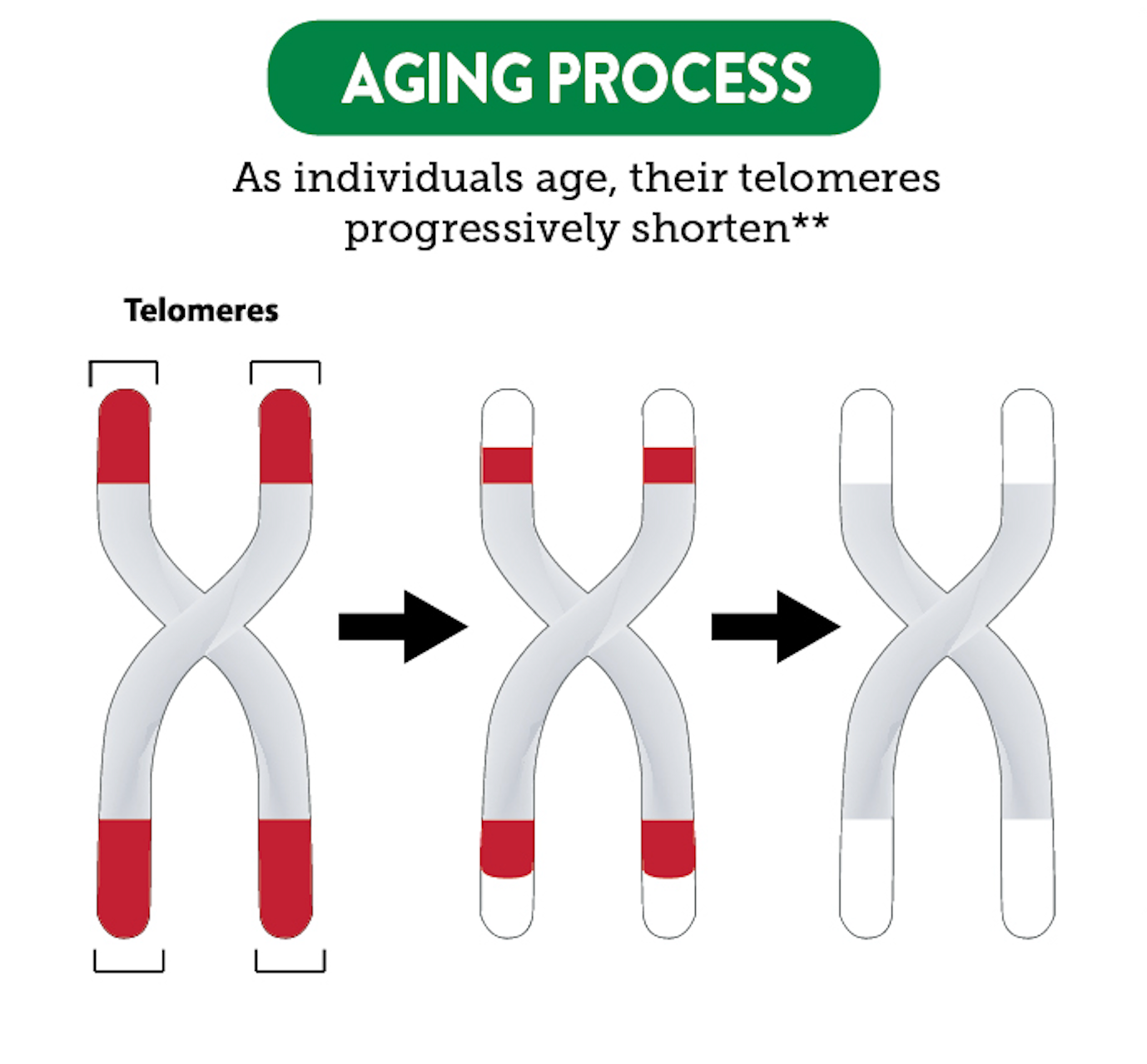 A diagram showing telomeres and the role they play in aging